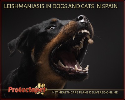 Prevention and cure for Leishmania in Dogs in Spain by Protectapet 